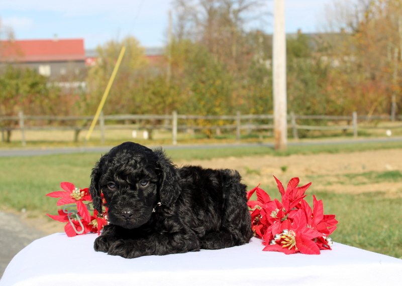 puppy, for, sale, Miniature Poodle, Matthew B. Stoltzfus, dog, breeder, Gap, PA, dog-breeder, puppy-for-sale, forsale, nearby, find, puppyfind, locator, puppylocator, aca